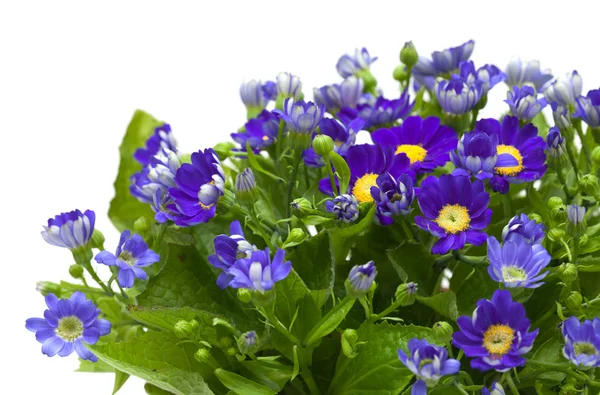 Florists Cineraria — Stock Photo, Image