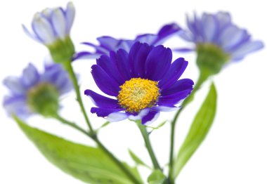 Çiçekçi cineraria