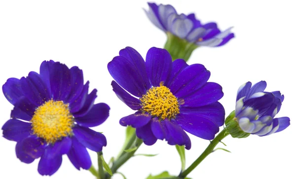 Çiçekçi cineraria — Stok fotoğraf