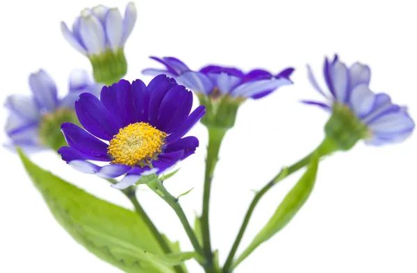 Ανθοπωλεία cineraria — Φωτογραφία Αρχείου