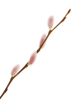 beyaz izole willow kedicikler
