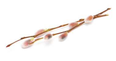 beyaz izole willow kedicikler