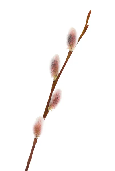 Willow catkins isolated on white — стоковое фото