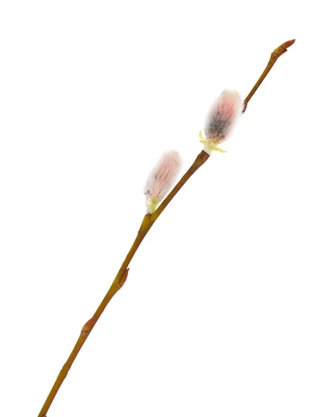 Willow catkins isolated on white — Stock Photo, Image