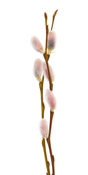 Willow catkins isolated on white — Stock Photo, Image