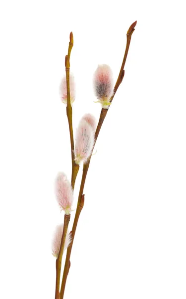 柳の尾状花序の白で隔離されます。 — ストック写真