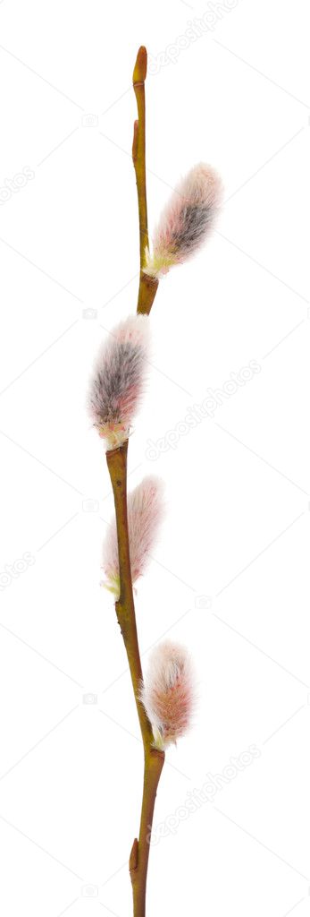 willow catkins isolated on white