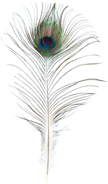 Peacock feather geïsoleerd — Stockfoto