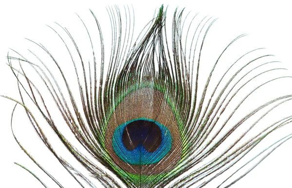 孔雀の羽の分離 — ストック写真