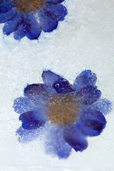 Frozen flowers — Stock Photo, Image