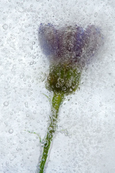 Frysta blommor — Stockfoto