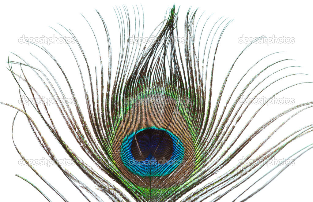 peacock feather isolated