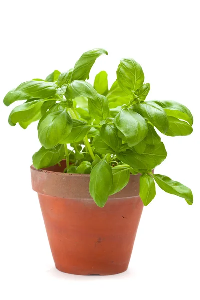 Basil planten — Stockfoto