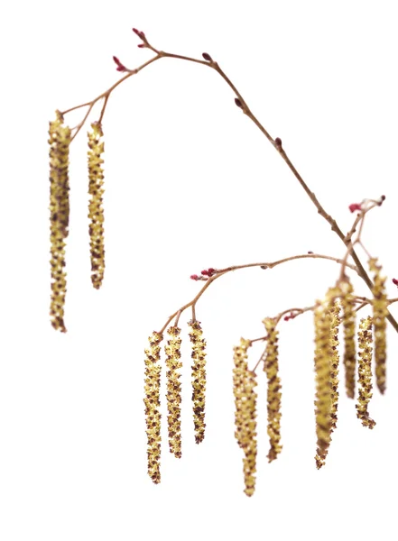 Alder manliga catkins — Stockfoto