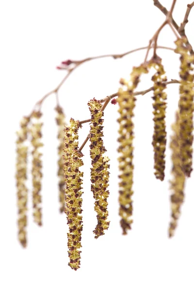 Alder male catkins — Stock Photo, Image