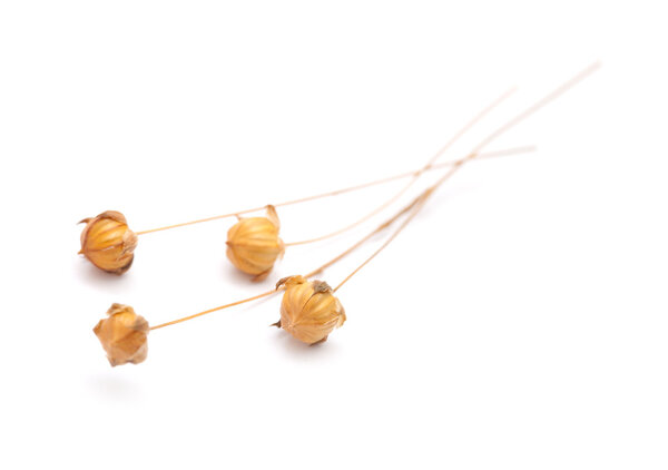 Dry flax plant capsules