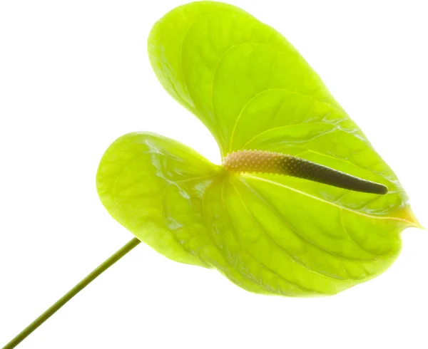 Green Anthurium, — Stock Photo, Image