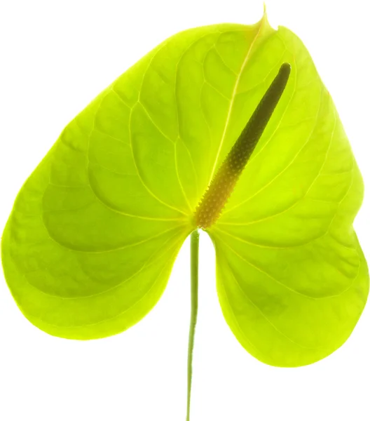 Green Anthurium, — Stock Photo, Image