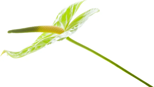 Grüner Anthurium, — Stockfoto