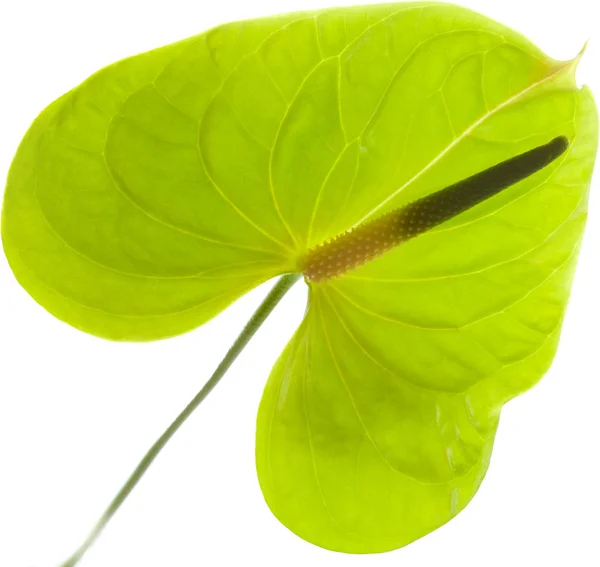 Anthurium vert , — Photo