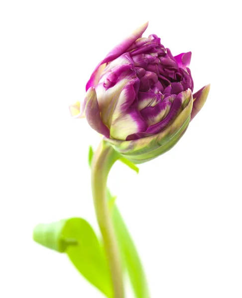 Bonte tulip flower — Stockfoto