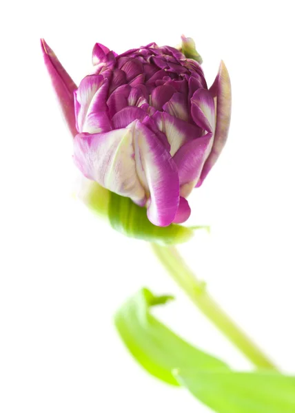 Flor de tulipa variegada — Fotografia de Stock