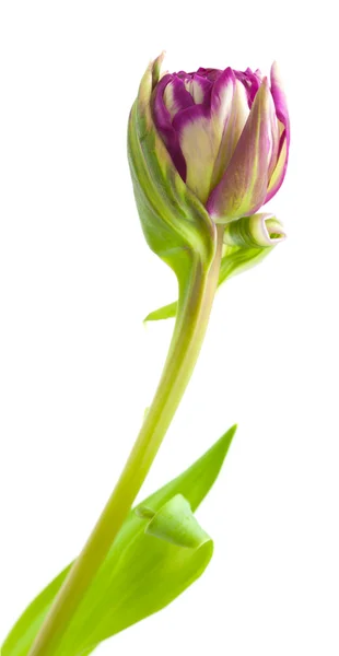 Variegated tulip flower Stock Picture