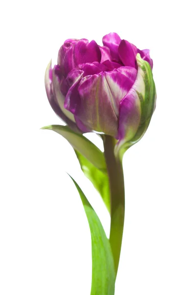 Разноцветный цветок тюльпана — стоковое фото