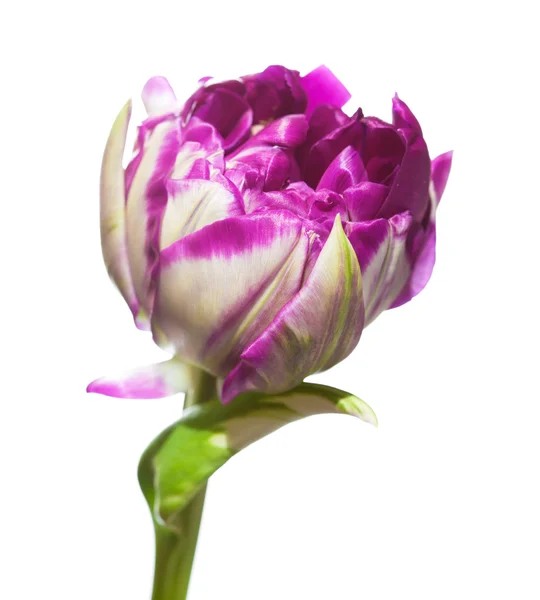 Variegated tulip flower — Stock Photo, Image