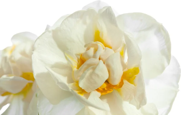 Narcissus — Stockfoto