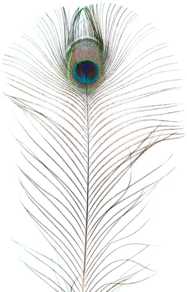 공작의 깃털 — 스톡 사진