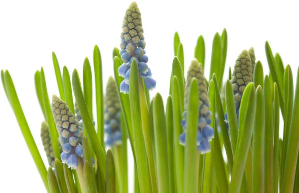 Beyaz izole muscari büyüyen — Stok fotoğraf