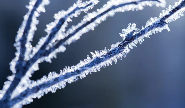 Dead plants in hoarfrost — Stock Photo, Image