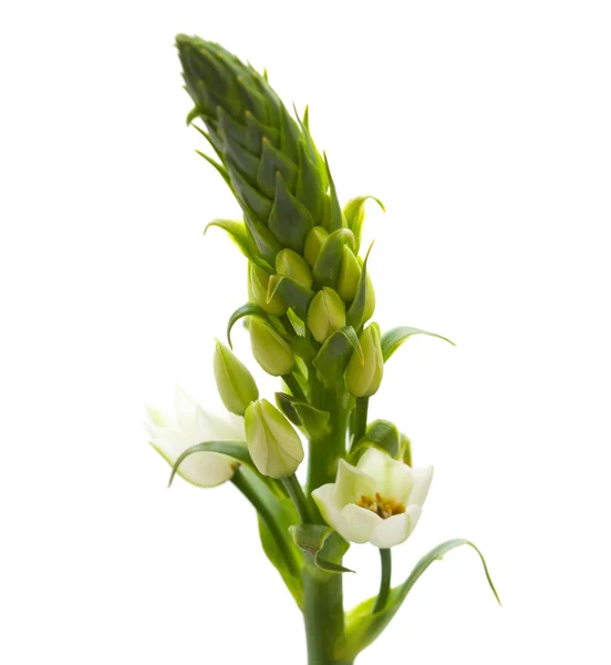 Ornithogalum — Stockfoto