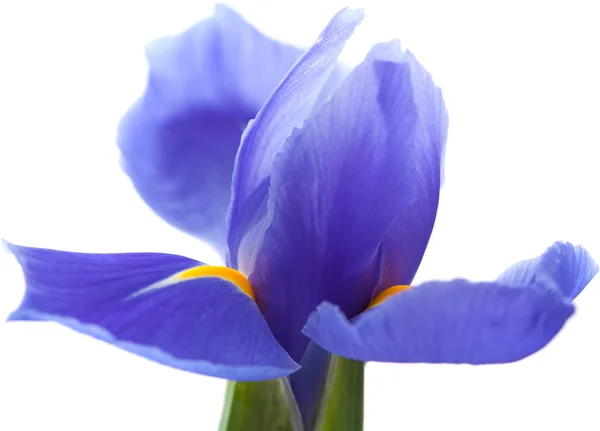 Purple iris isolated on white — Stock Photo, Image