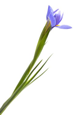 beyaz izole mor iris