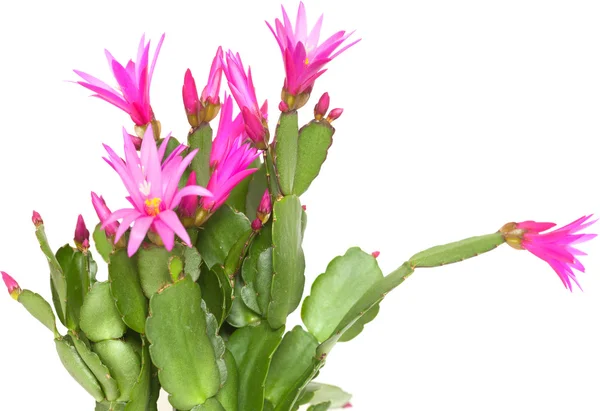 Christmas Cactus — Stock Photo, Image