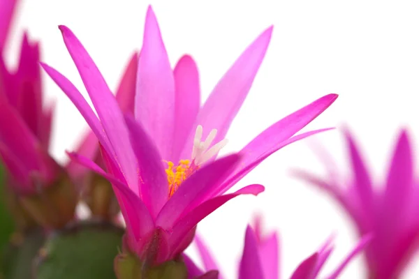 Cactus de Navidad — Foto de Stock