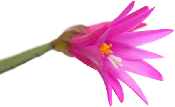 Christmas Cactus — Stock Photo, Image