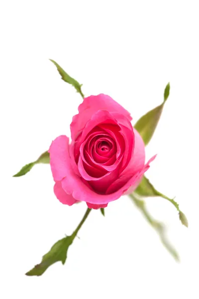 Pink rose — Stock Fotó