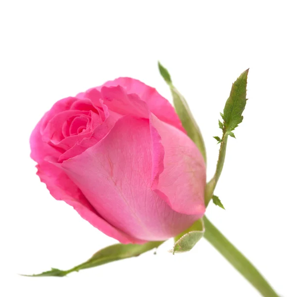 Pink rose — Stock Photo, Image