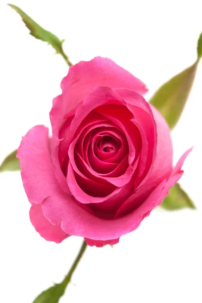 Pink rose — Stock Photo, Image