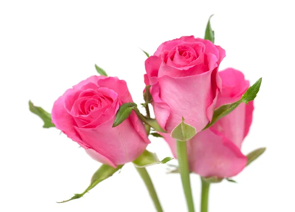 Pink rose — Stock Photo, Image