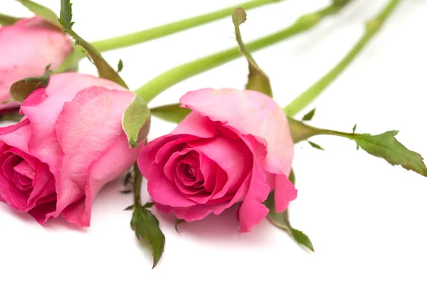 Pink rose — Stock Photo, Image