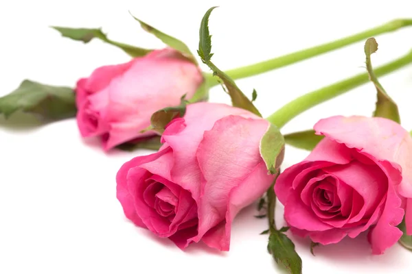 Pink rose — Stock Photo, Image