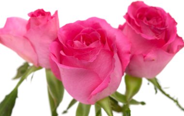 beyaz izole mor iris