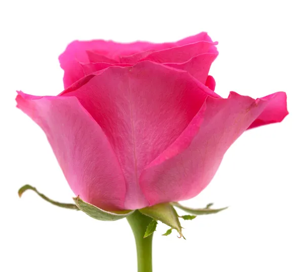 Pink rose — Stock Photo, Image