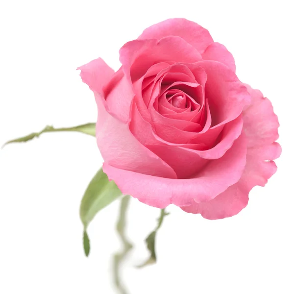 Růže v prášku růžová — Stock fotografie