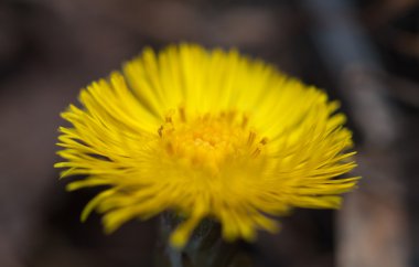 coltsfoot clipart
