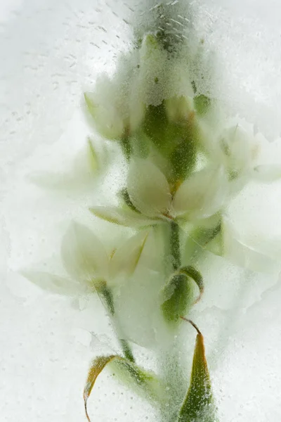 Plantas heladas — Foto de Stock